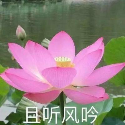 澳门天天免费资料大全下载下载手机版